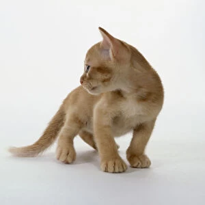 Red Cornelian Asian kitten standing, shorthaired, large oval paws, standing, looking over its shoulder, front view