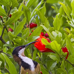 Honeyeaters Collection: Eastern Spinebill