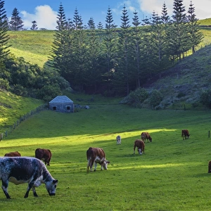 Grazing cattle at Arthurs Vale, Norfolk Island, south pacific ocean