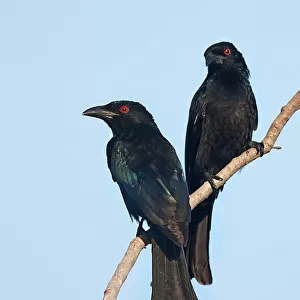 Passerines Photographic Print Collection: Drongos