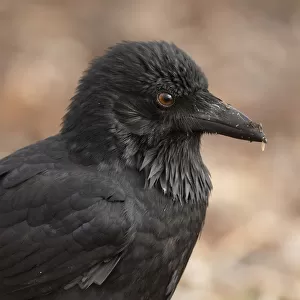 Crows And Jays Photo Mug Collection: Australian Raven