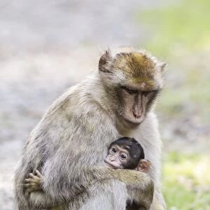 Barbary Macaques -Macaca sylvanus-, adult with baby, native to Morocco, captive