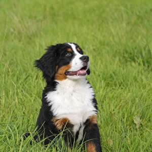 Bernese Mountain Dog -Canis lupus familiaris-, puppy
