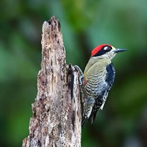 Black-cheeked Woodpecker (Melanerpes pucherani) Costa Rica