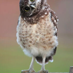 Owls Collection: Burrowing Owl
