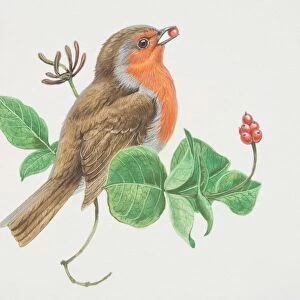 Passerines Poster Print Collection: Australian Robins