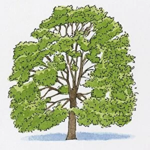 Illustration of Quercus cerris (Turkey Oak)