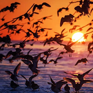 Large Flock of Birds Silhouetted Against Sunrise