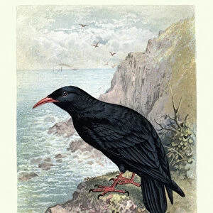 Crows And Jays Photographic Print Collection: Red Billed Chough