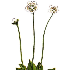 Parnassia palustris, commonly called marsh grass of Parnassus, northern grass-of-Parnassus