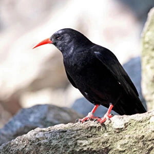Crows And Jays Photographic Print Collection: Alpine Chough