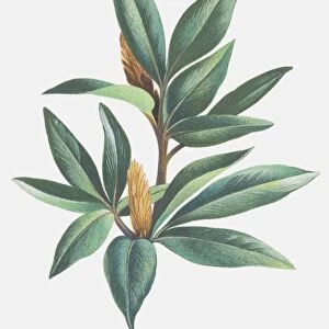 Salix herbacea, Dwarf Willow, leafy sprig and catkins