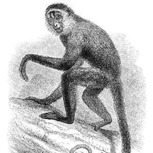 Spider monkey engraving 1878