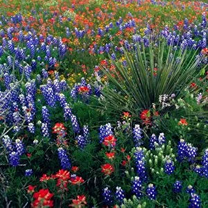Texas, USA. Yucca plant in spring meadow with Texas bluebonnets and indian paintbrush