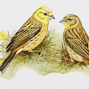 Passerines Poster Print Collection: Bunting And American Sparrows