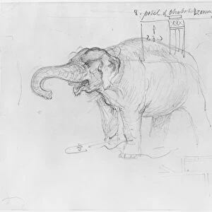 Album of the Siege of Paris, Elephant (pen & brown ink wash & pencil on paper)