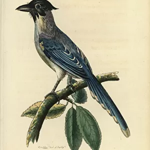 Crows And Jays Poster Print Collection: Azure Winged Magpie
