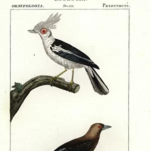 Passerines Poster Print Collection: Helmetshrikes And Puffbacks
