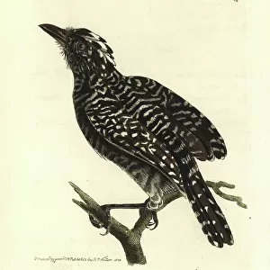 Passerines Poster Print Collection: Antbirds