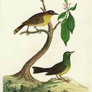 Passerines Poster Print Collection: Bulbuls