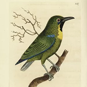 Passerines Poster Print Collection: Leafbirds