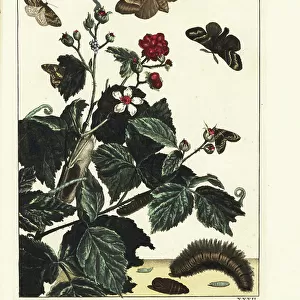 Butterfly Art Prints: Carpet Moth