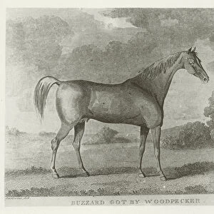 Buzzard, foaled 1787 (b / w photo)