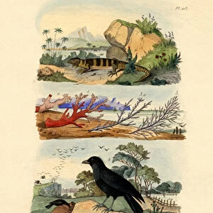 Crows And Jays Photographic Print Collection: Large Billed Crow