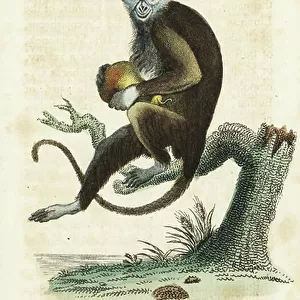 Cercopithecidae Collection: Diana Monkey