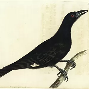 Crows And Jays Poster Print Collection: Pied Crow