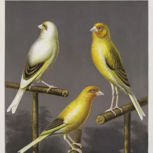 Goldfinch and Canary Mules, Evenly-Marked Buff, Variecated Yellow, Evenly-Marked Yellow (colour litho)