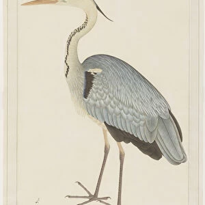 Birds Premium Framed Print Collection: Herons