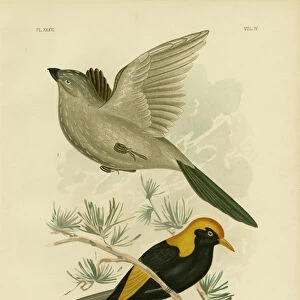 Passerines Poster Print Collection: Mudnesters