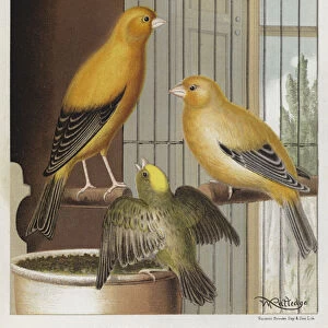 London Fancy Canaries, Jonque Cock, Mealy Hen, Mealy Nestling (colour litho)
