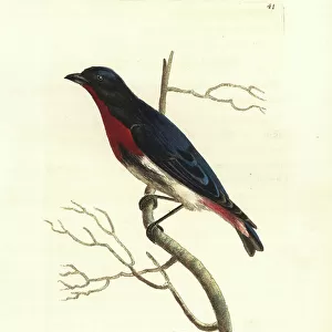 Passerines Poster Print Collection: Manakins