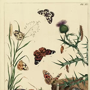 Butterfly Art Prints: Cynthia Moth