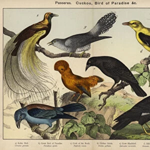Birds Premium Framed Print Collection: Cuckoo Roller