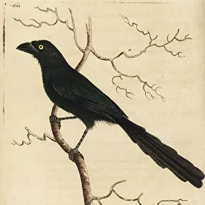 Crows And Jays Photo Mug Collection: Piapiac