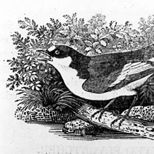 The Pied Flycatcher, illustration from A History of British Birds by Thomas Bewick
