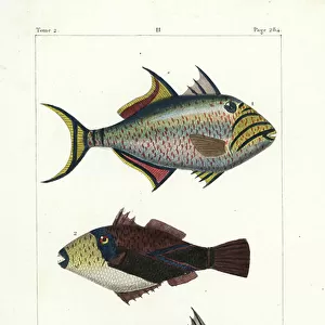 Fishes Premium Framed Print Collection: Q