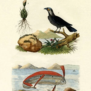 Crows And Jays Poster Print Collection: Pinyon Jay