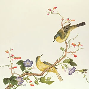 Yellow Wagtail with blue head, Ch ien-lung period (1736-96) (colour on paper)