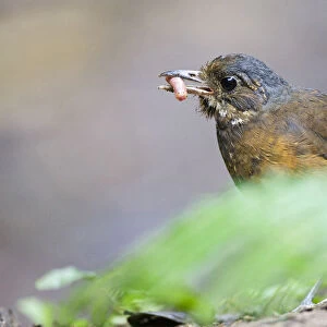 Passerines Photographic Print Collection: Antpittas And Antthrushes