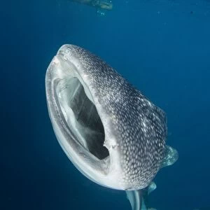 Whale shark with mouth wide open, Cenderawasih Bay, Indonesia