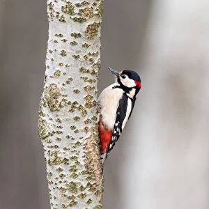 White Spotted Woodpecker