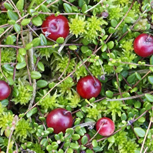 Bog cranberry (Vaccinium oxycoccos) Peak District National Park, Derbyshire, England