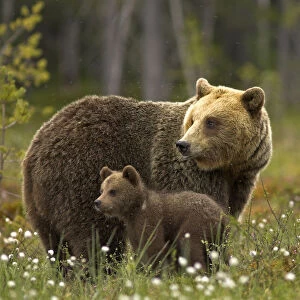 Brown Bear (Ursus arctos) and cub. Finland, Europe, June