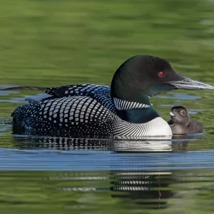 Birds Premium Framed Print Collection: Loons