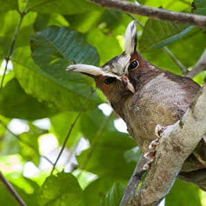 Owls Collection: Crested Owl