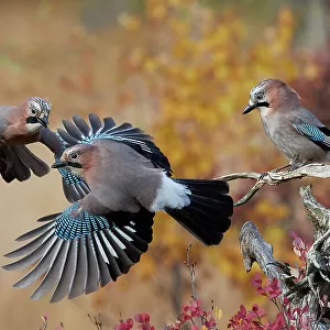 Crows And Jays Poster Print Collection: Eurasian Jay